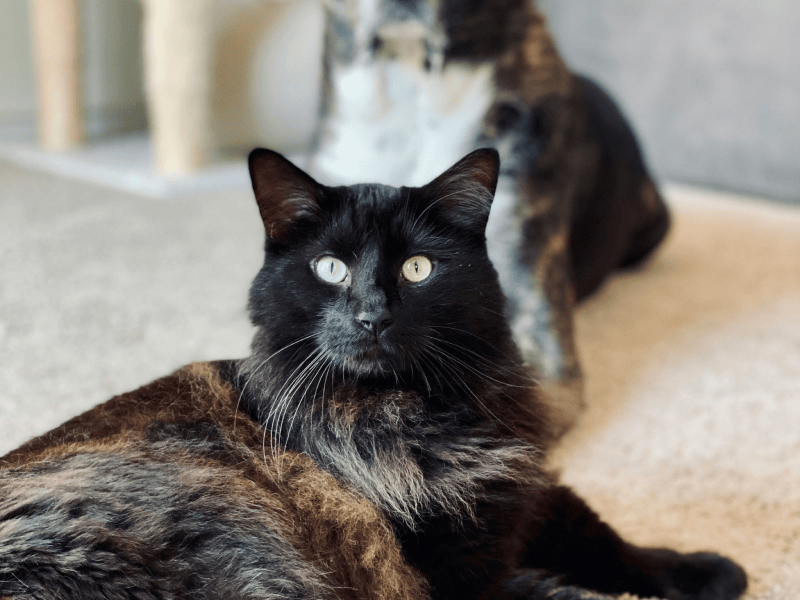 Learn more about the carpet cleaning service provided by Armstrong Floor and Wall in Silver City, NM today